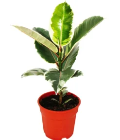 Gummibaum-Set - Ficus elastica, 2-teilig