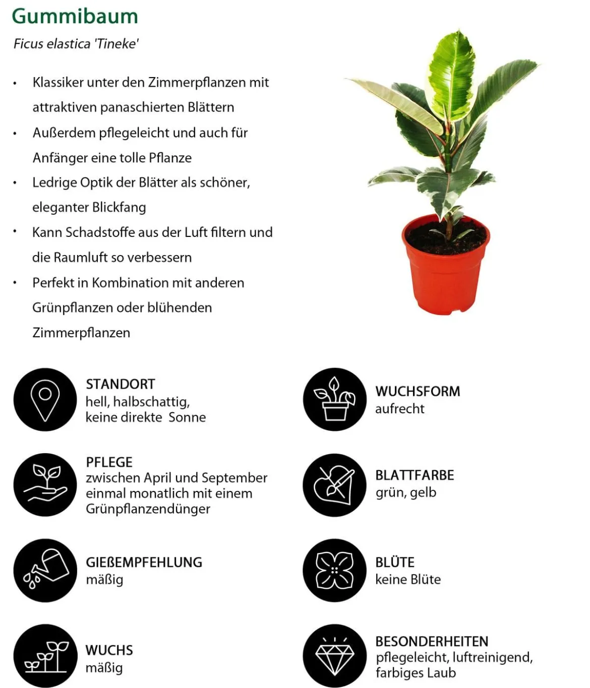 Gummibaum-Set - Ficus elastica, 2-teilig
