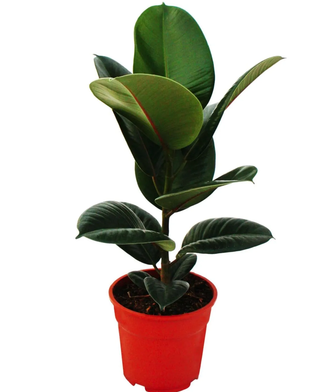 Gummibaum-Set - Ficus elastica, 2-teilig
