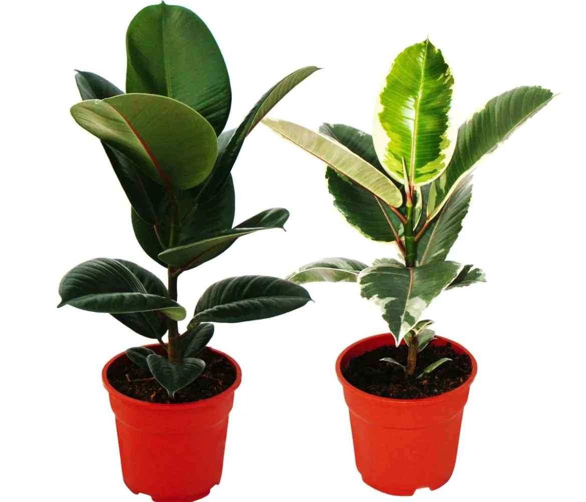 Gummibaum-Set - Ficus elastica, 2-teilig