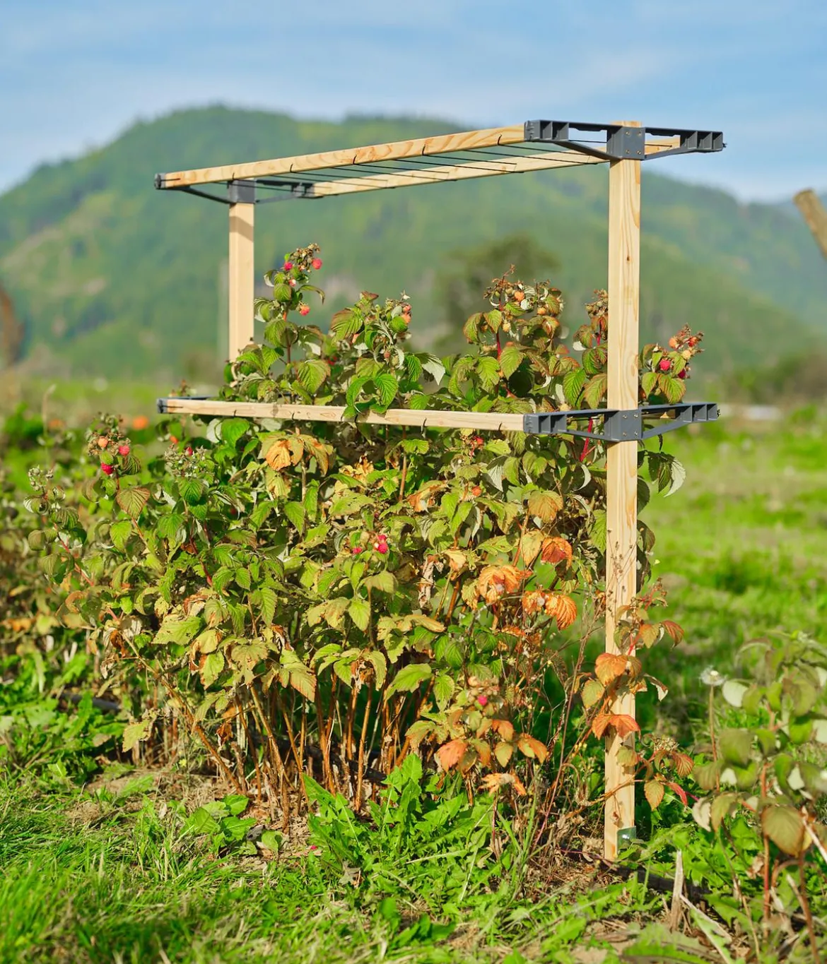 Gusta Garden Beeren-Rankhilfe Berry Buddy, ca. B119/H139/T35 cm
