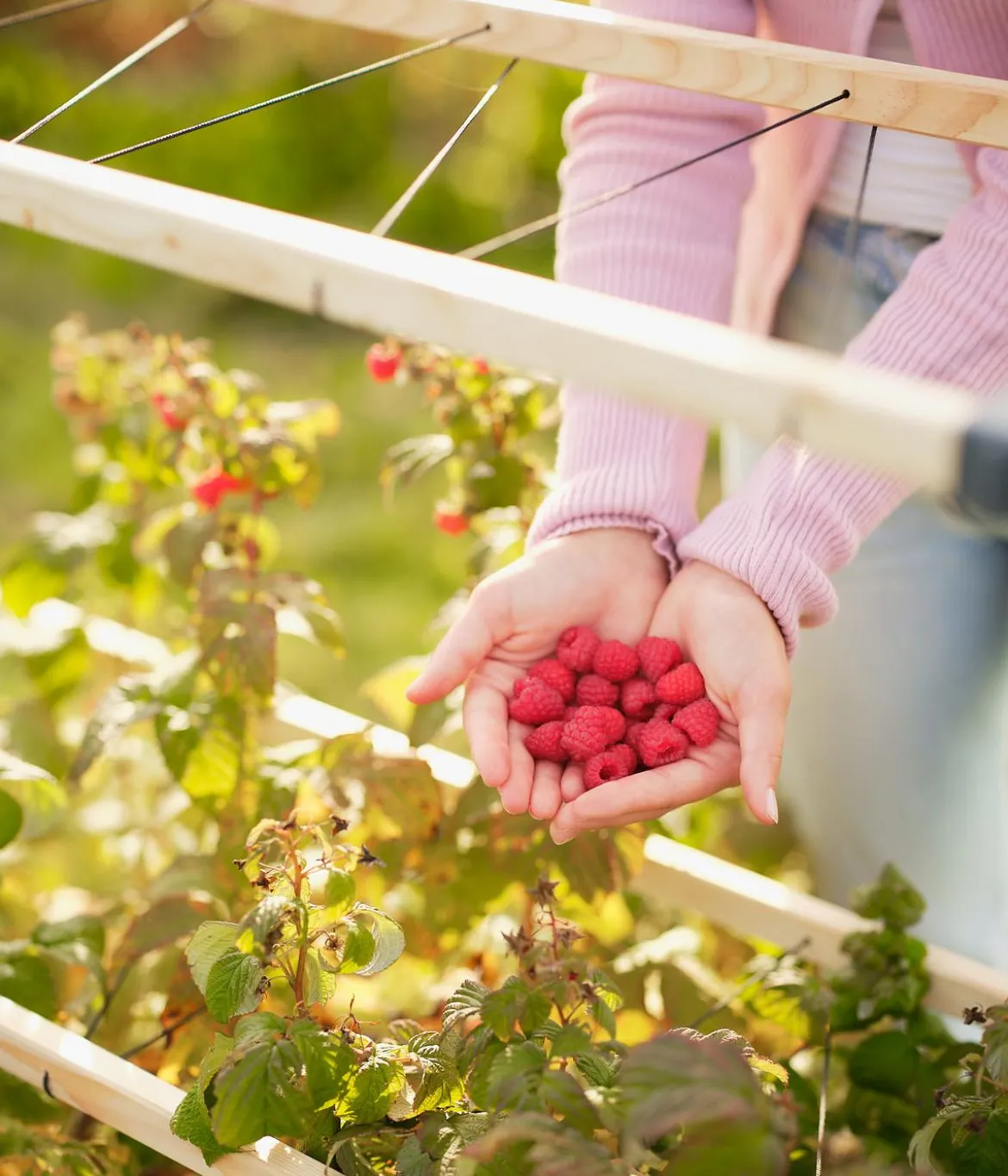 Gusta Garden Beeren-Rankhilfe Berry Buddy, ca. B119/H139/T35 cm