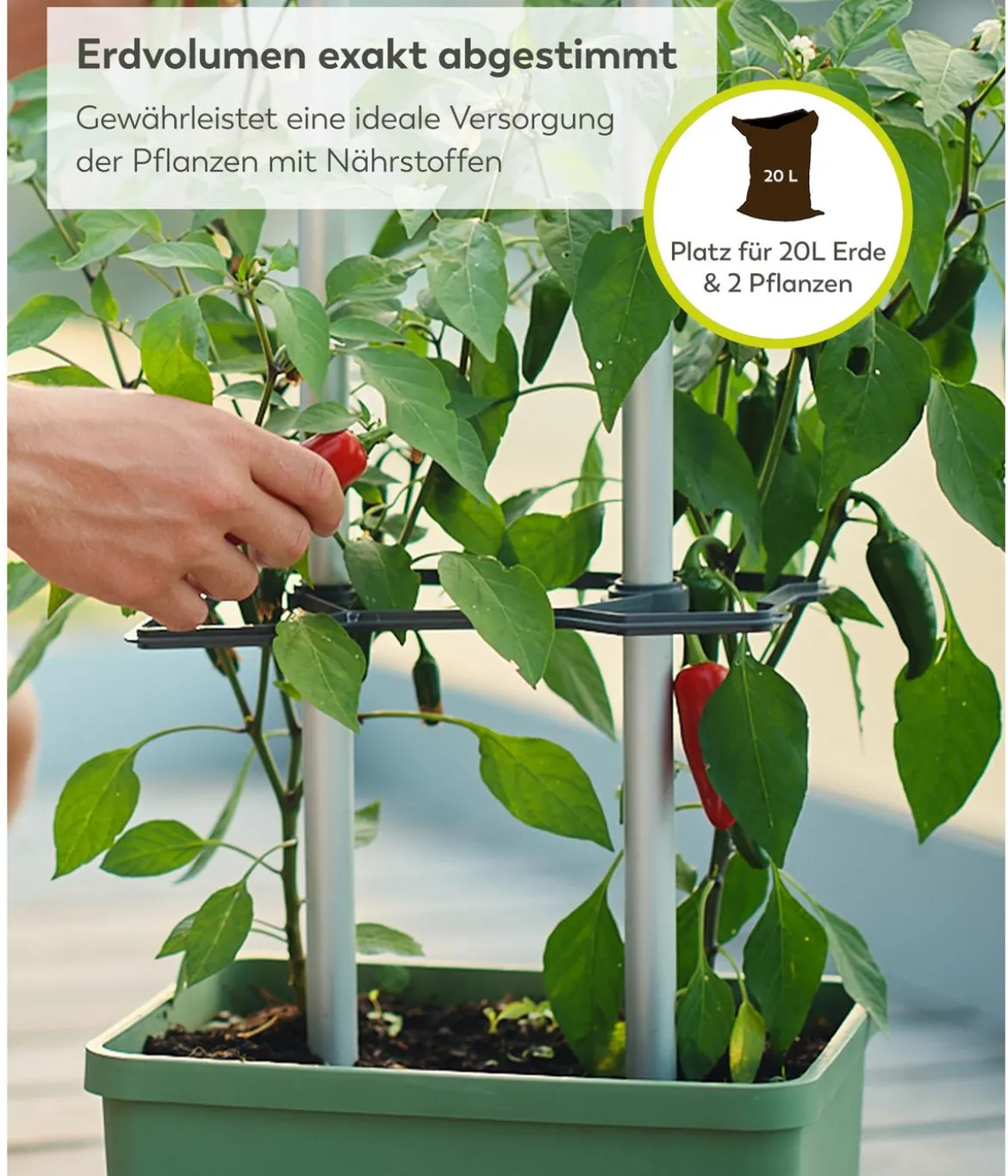 Gusta Garden Chili-Pflanztopf Charly Chili XL, ca. B34,7/H138/T28,1 cm