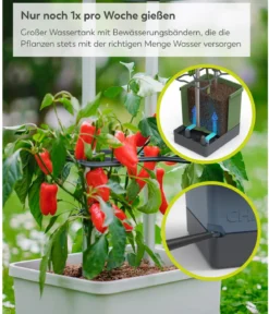 Gusta Garden Chili-Pflanztopf Charly Chili XL, ca. B34,7/H138/T28,1 cm