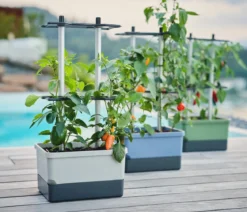 Gusta Garden Chili-Pflanztopf Charly Chili, ca. B35/H69/T28 cm