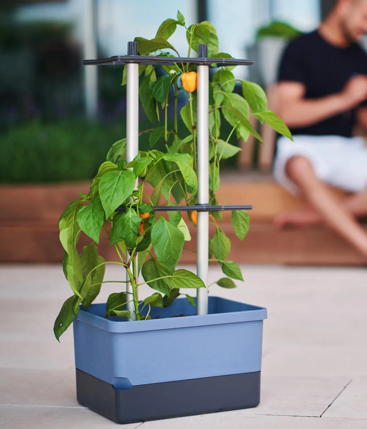 Gusta Garden Chili-Pflanztopf Charly Chili, ca. B35/H69/T28 cm