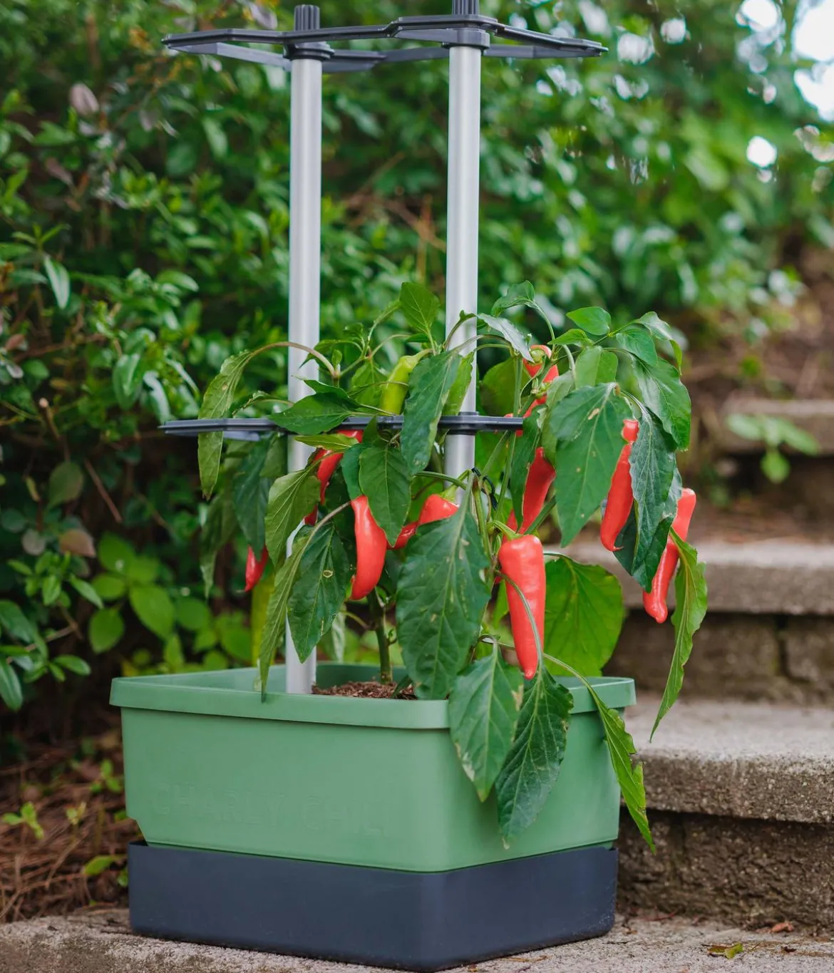 Gusta Garden Chili-Pflanztopf Charly Chili, ca. B35/H69/T28 cm
