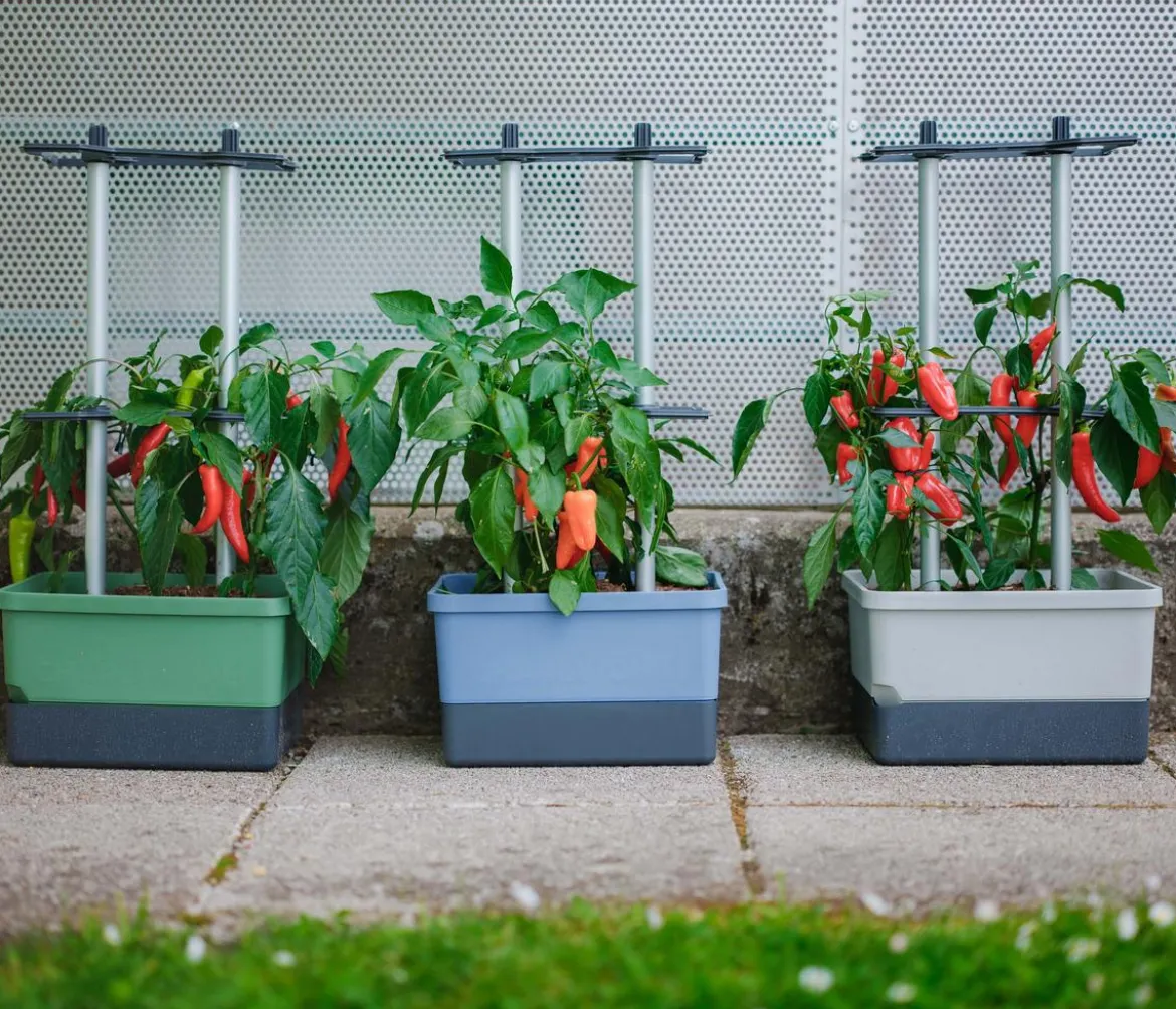 Gusta Garden Chili-Pflanztopf Charly Chili, ca. B35/H69/T28 cm