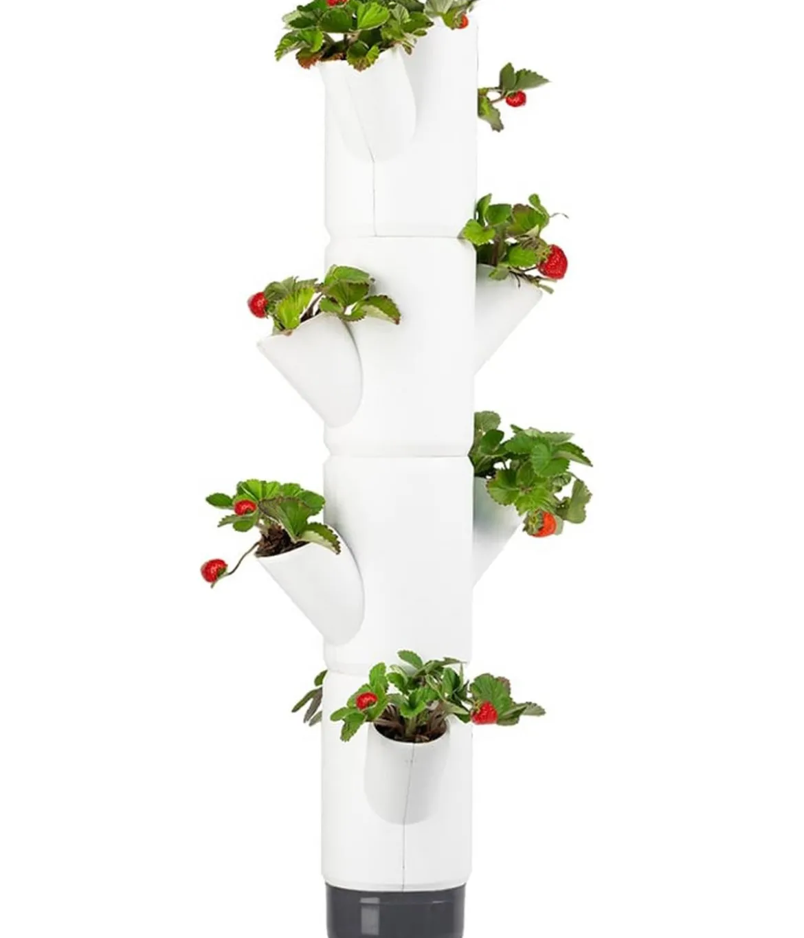 Gusta Garden Erdbeerbaum Sissi Strawberry, hängend, ca. B27/H77/T27 cm
