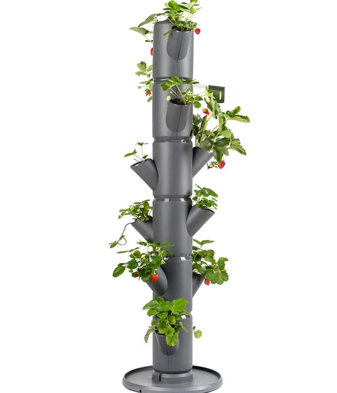 Gusta Garden Erdbeerbaum Sissi Strawberry Classic, ca. B32/H113/T27 cm