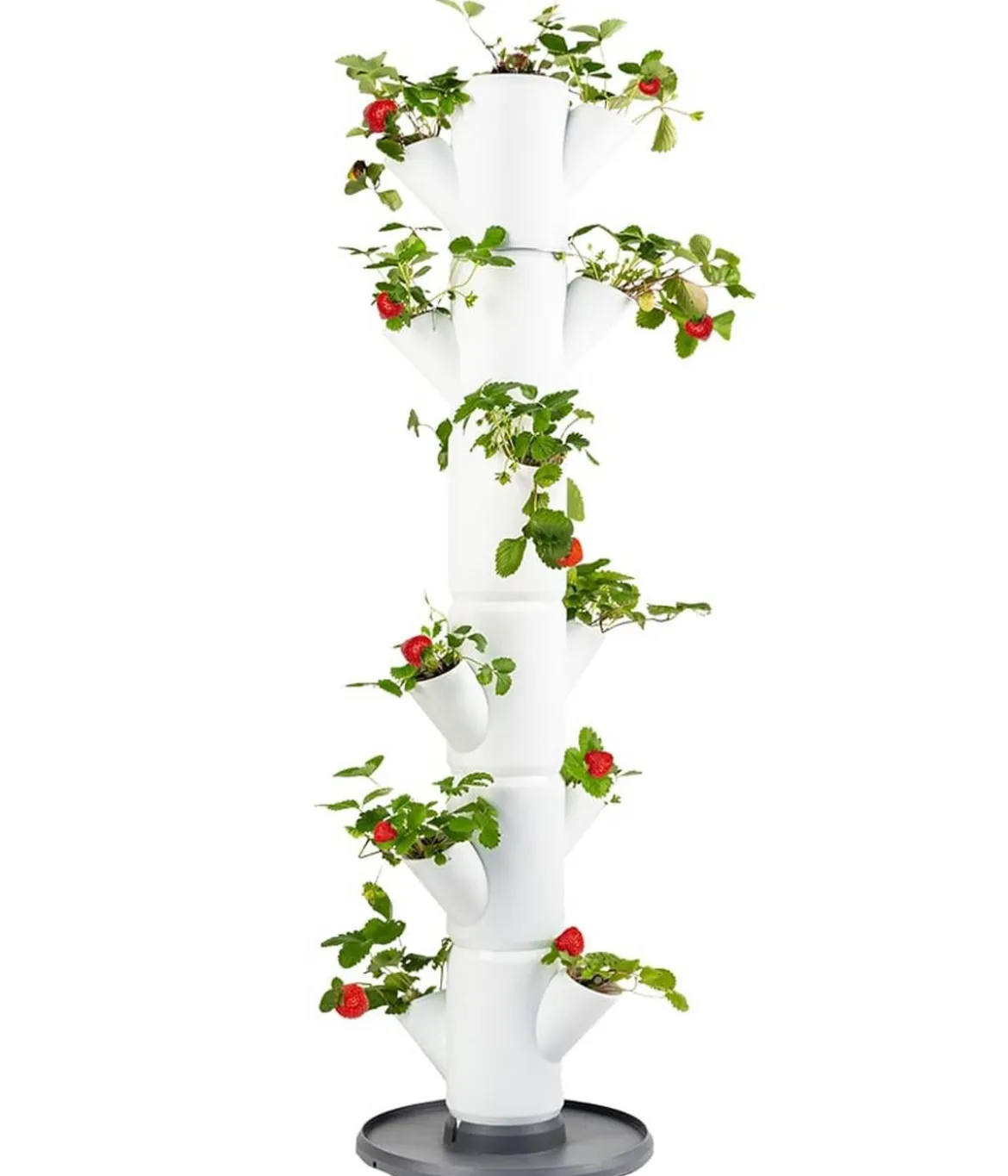 Gusta Garden Erdbeerbaum Sissi Strawberry Classic, ca. B32/H113/T27 cm