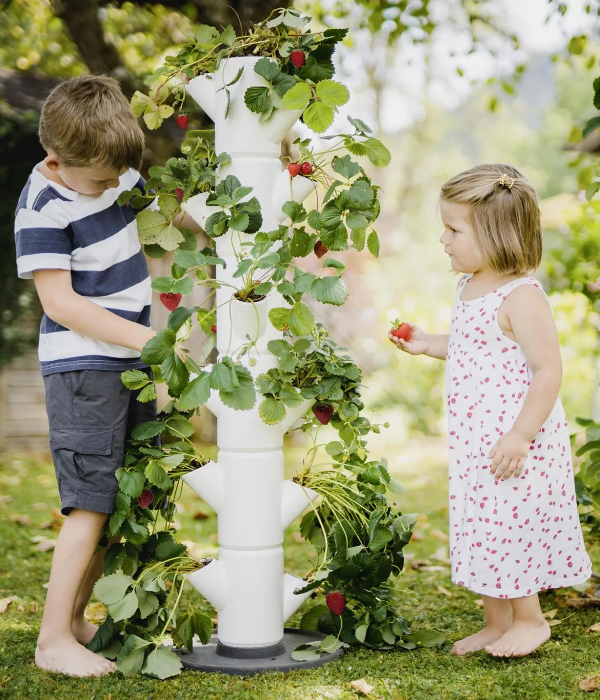 Gusta Garden Erdbeerbaum Sissi Strawberry Classic, ca. B32/H113/T27 cm