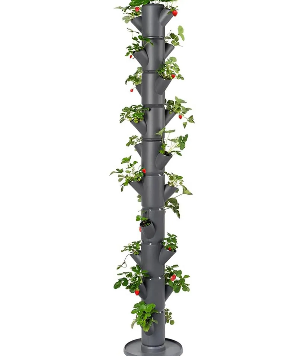 Gusta Garden Erdbeerbaum Sissi Strawberry Infinity, ca. B32/H185/T27 cm