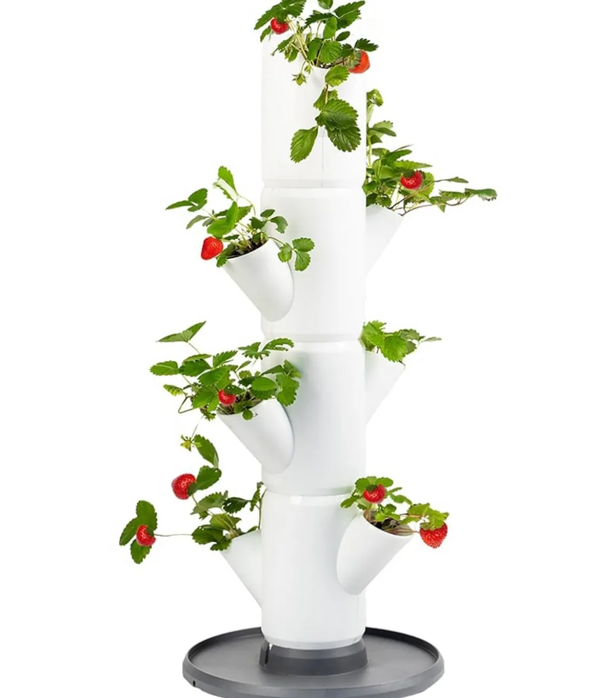 Gusta Garden Erdbeerbaum Sissi Strawberry Starter, ca. B32/H77/T27 cm