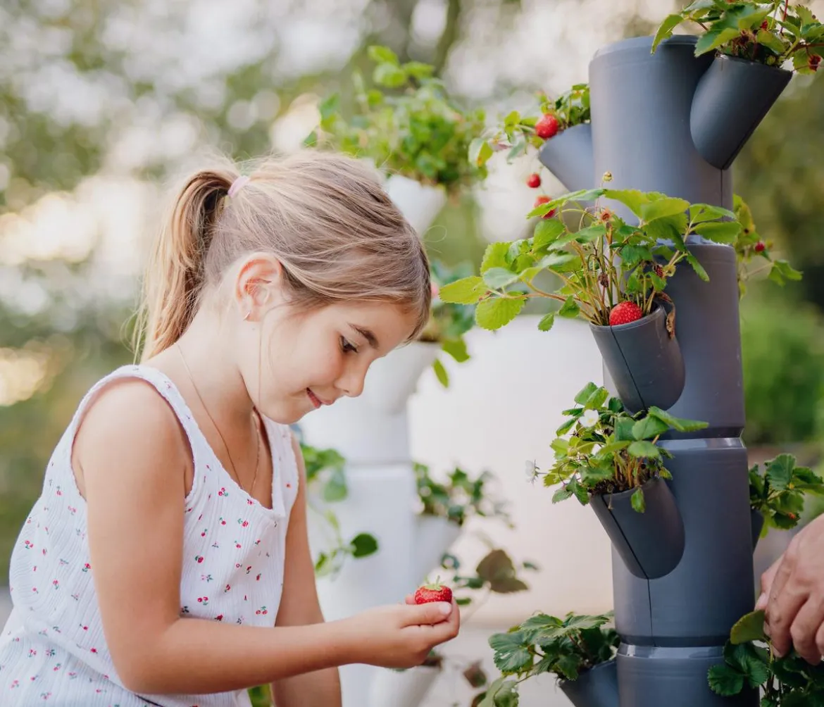 Gusta Garden Erdbeerbaum Sissi Strawberry Starter, ca. B32/H77/T27 cm