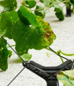 Gusta Garden Gurken-Rankhilfe Cucumber Buddy, ca. B18/H108/T14 cm
