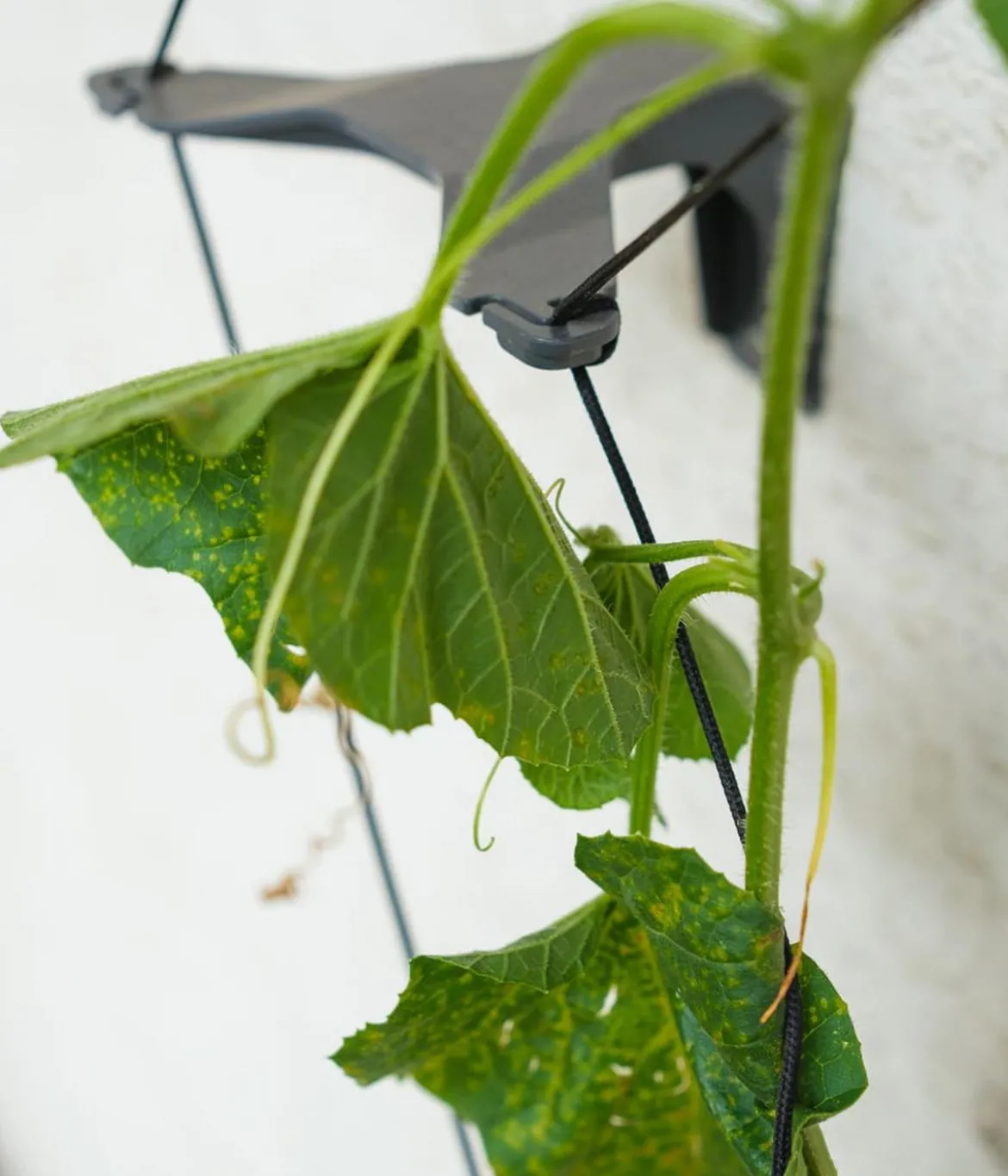 Gusta Garden Gurken-Rankhilfe Cucumber Buddy, ca. B18/H108/T14 cm