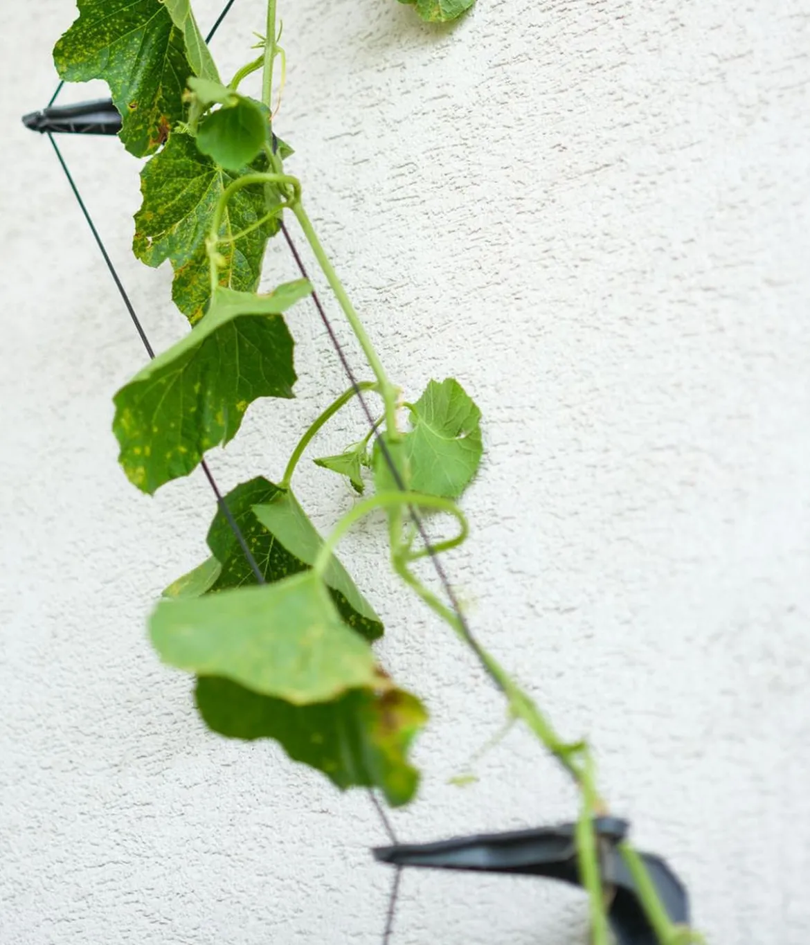 Gusta Garden Gurken-Rankhilfe Cucumber Buddy, ca. B18/H108/T14 cm