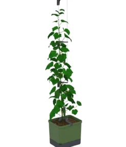 Gusta Garden Gurken-Topf Curt Cucumber, ca. B35/H138/T28 cm