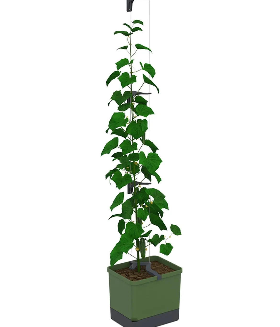 Gusta Garden Gurken-Topf Curt Cucumber, ca. B35/H138/T28 cm