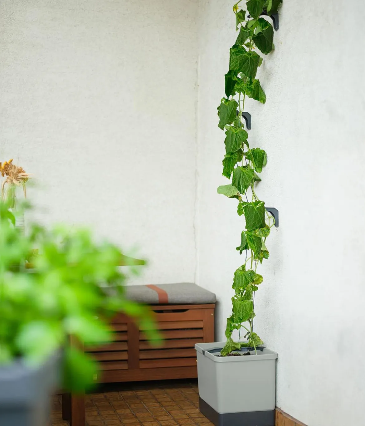 Gusta Garden Gurken-Topf Curt Cucumber, ca. B35/H138/T28 cm
