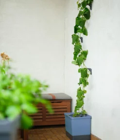 Gusta Garden Gurken-Topf Curt Cucumber, ca. B35/H138/T28 cm