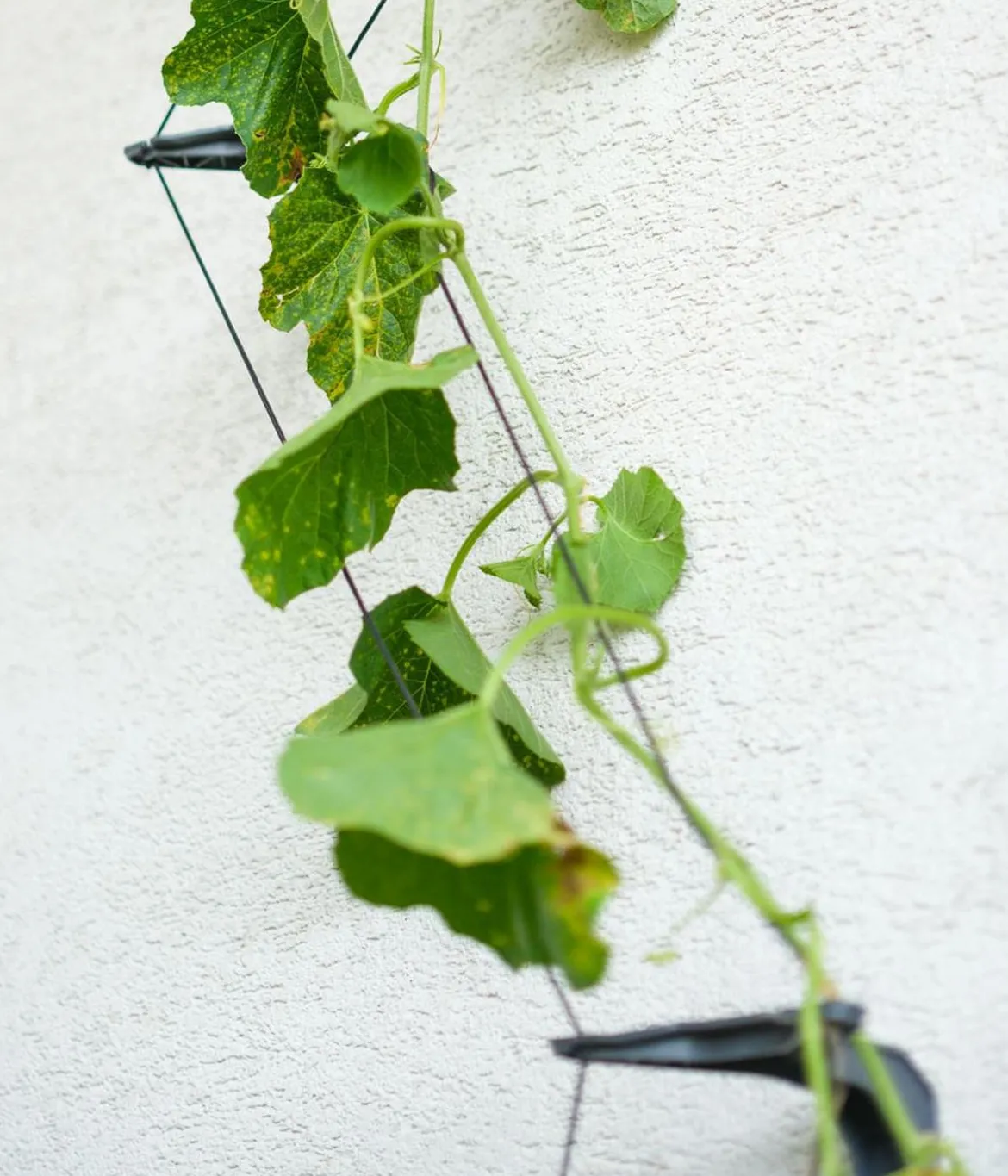 Gusta Garden Gurken-Topf Curt Cucumber, ca. B35/H138/T28 cm
