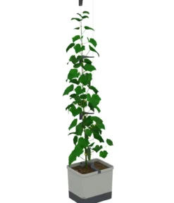 Gusta Garden Gurken-Topf Curt Cucumber, ca. B35/H138/T28 cm