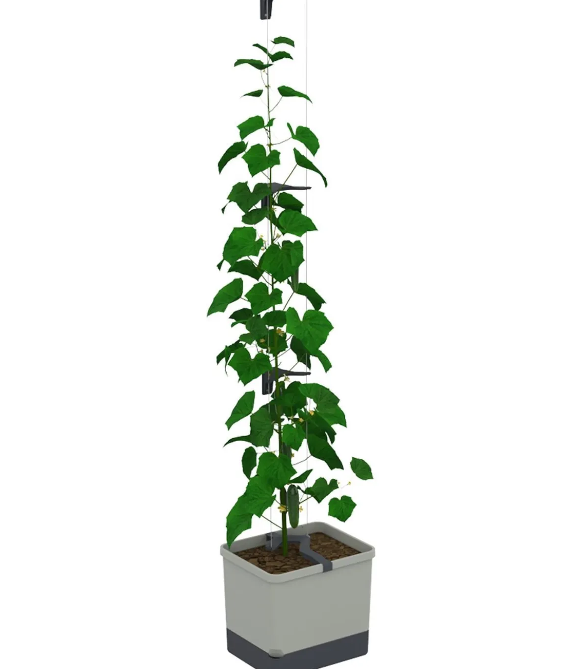 Gusta Garden Gurken-Topf Curt Cucumber, ca. B35/H138/T28 cm