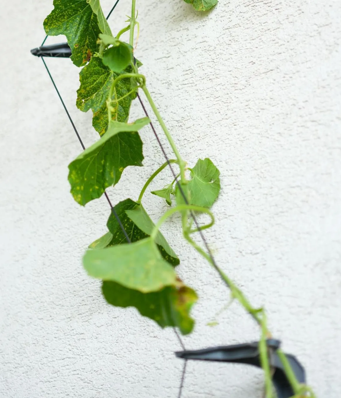 Gusta Garden Gurken-Topf Curt Cucumber, ca. B35/H138/T28 cm