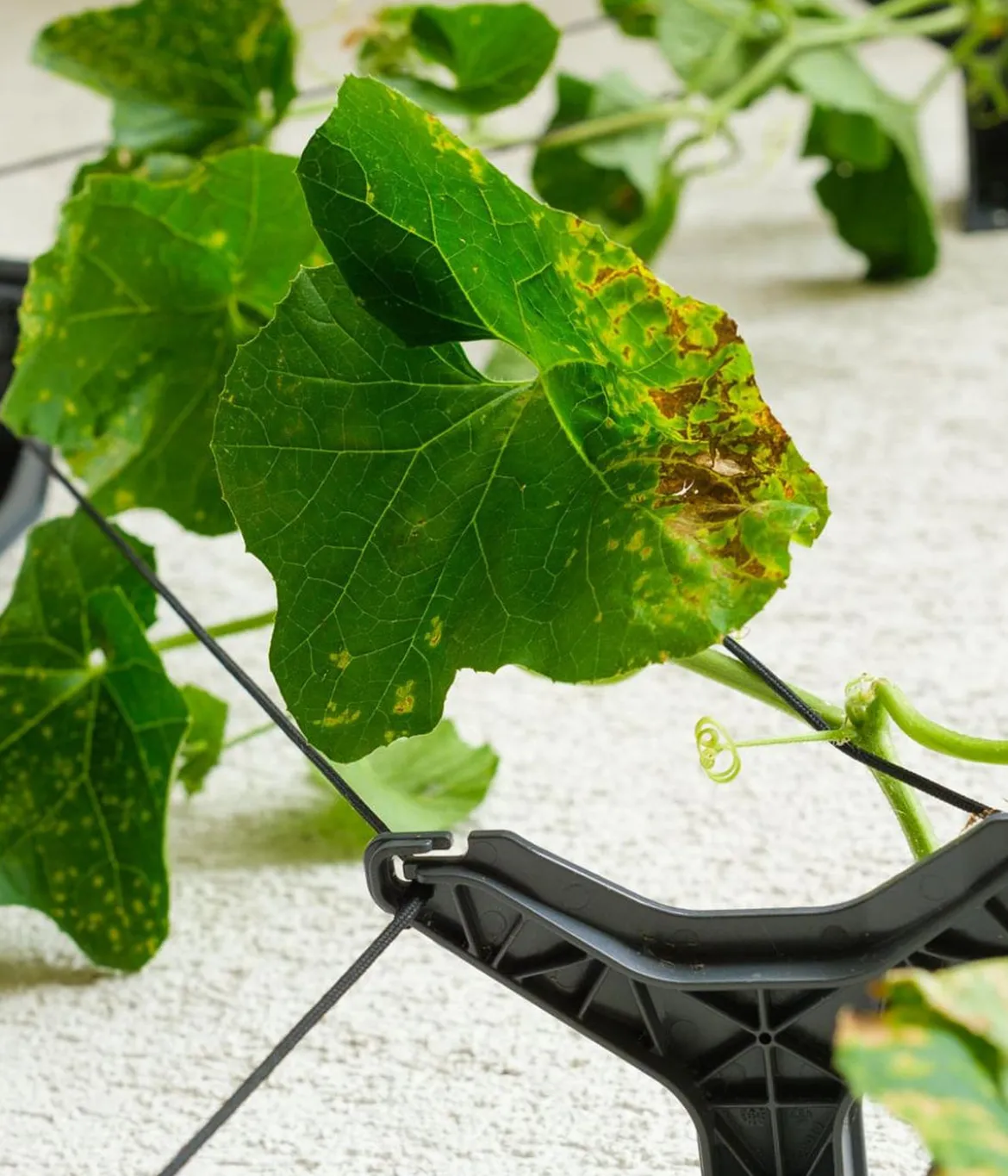 Gusta Garden Gurken-Topf Curt Cucumber, ca. B35/H138/T28 cm