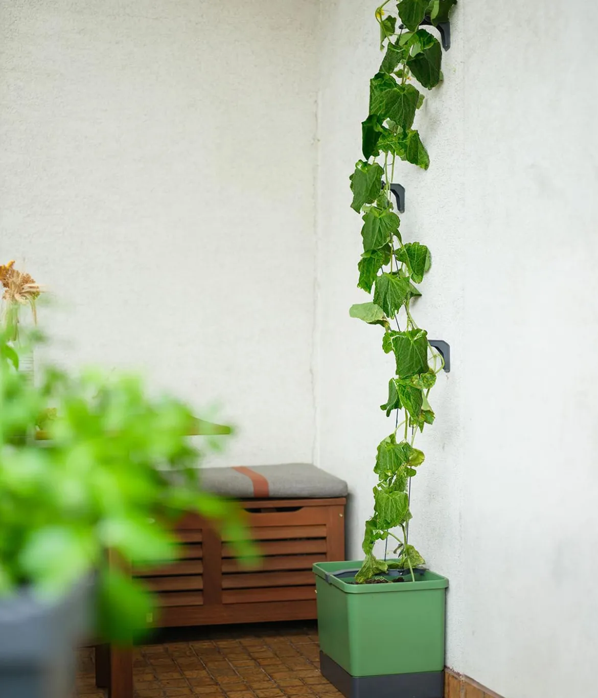 Gusta Garden Gurken-Topf Curt Cucumber, ca. B35/H138/T28 cm