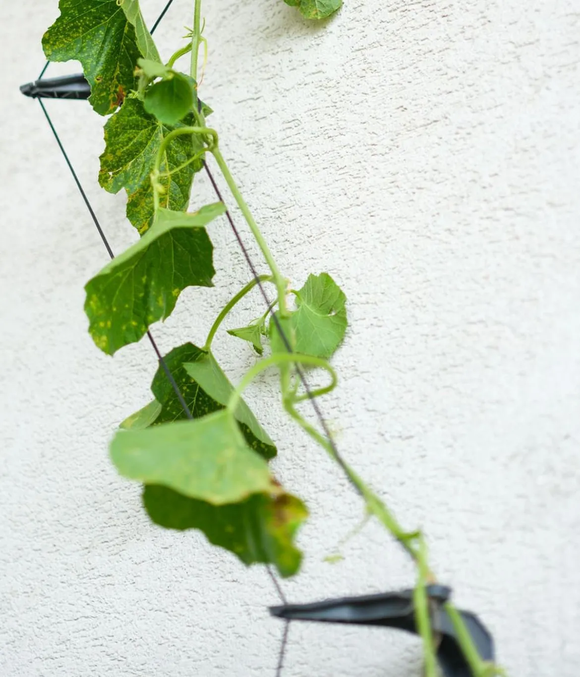 Gusta Garden Gurken-Topf Curt Cucumber, ca. B35/H138/T28 cm