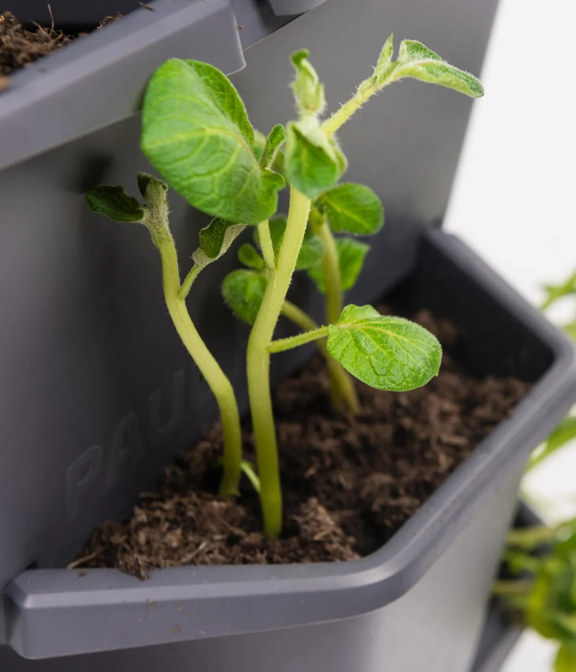 Gusta Garden Kartoffelturm Paul Potato Starter, 3 Etagen, ca. B44/H50/T44 cm