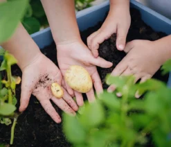 Gusta Garden Kartoffelturm Paul Potato Starter, 4 Etagen, ca. B44/H65/T44 cm