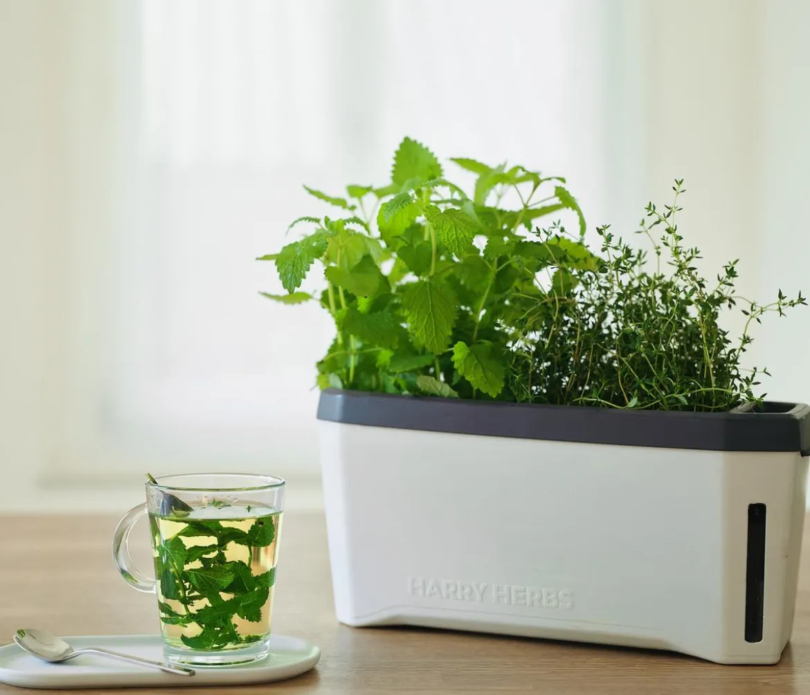 Gusta Garden Kräutertopf Harry Herbs, ca. B36/H16/T15 cm