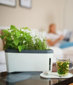 Gusta Garden Kräutertopf Harry Herbs, ca. B36/H16/T15 cm