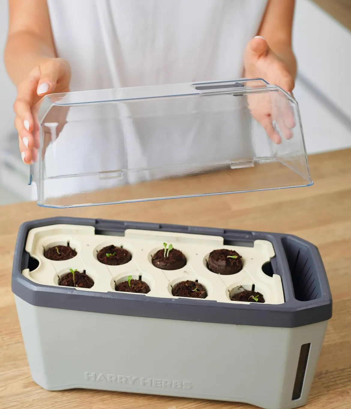 Gusta Garden Kräutertopf Harry Herbs mit Anzuchthaube, ca. B36/H25/T15 cm