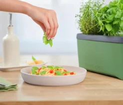 Gusta Garden Kräutertopf Harry Herbs mit Anzuchthaube, ca. B36/H25/T15 cm