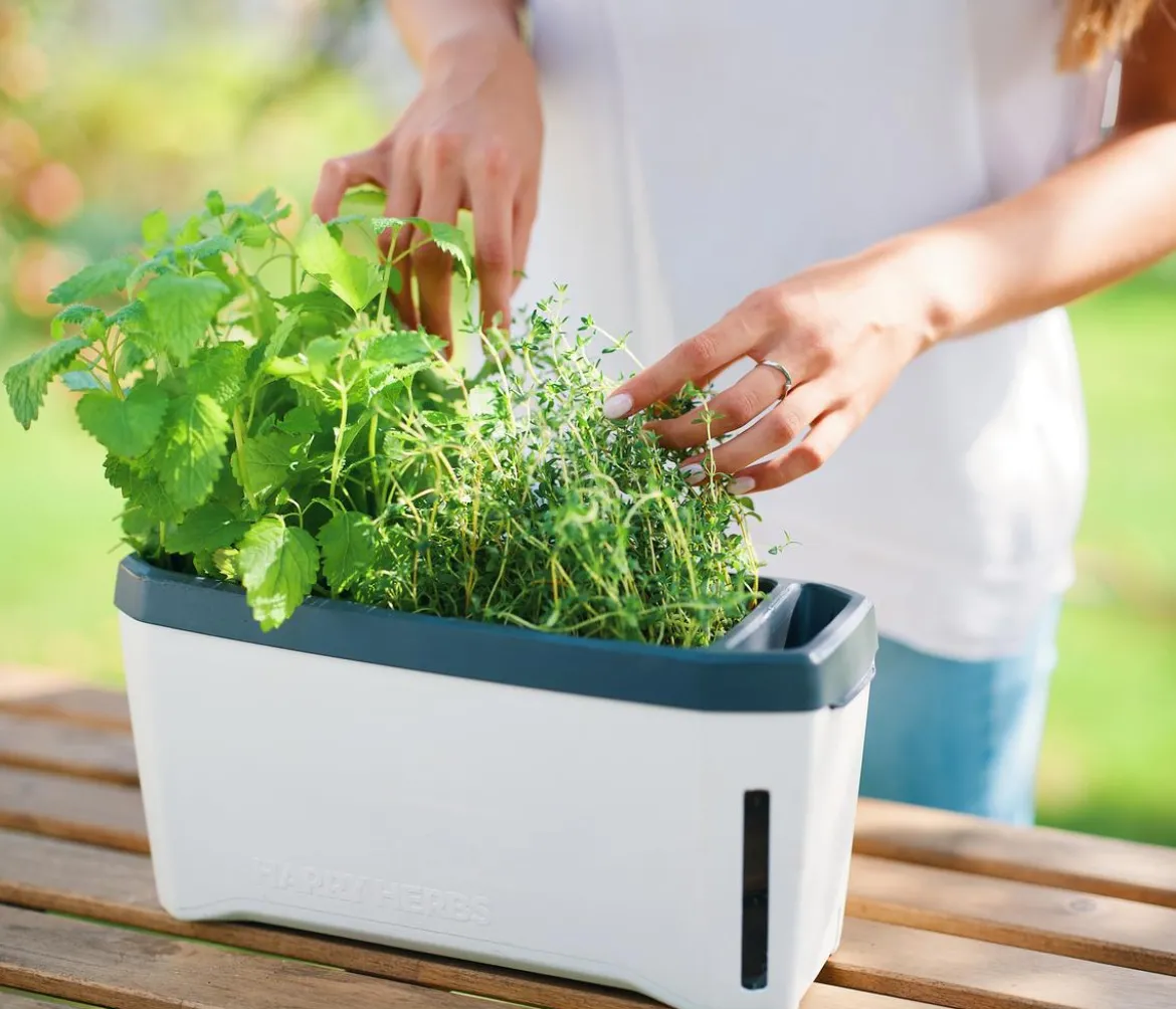 Gusta Garden Kräutertopf Harry Herbs mit Anzuchthaube, ca. B36/H25/T15 cm