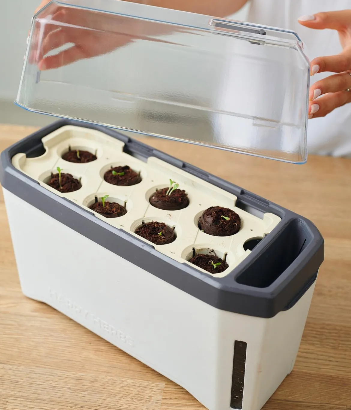 Gusta Garden Kräutertopf Harry Herbs mit Anzuchthaube, ca. B36/H25/T15 cm