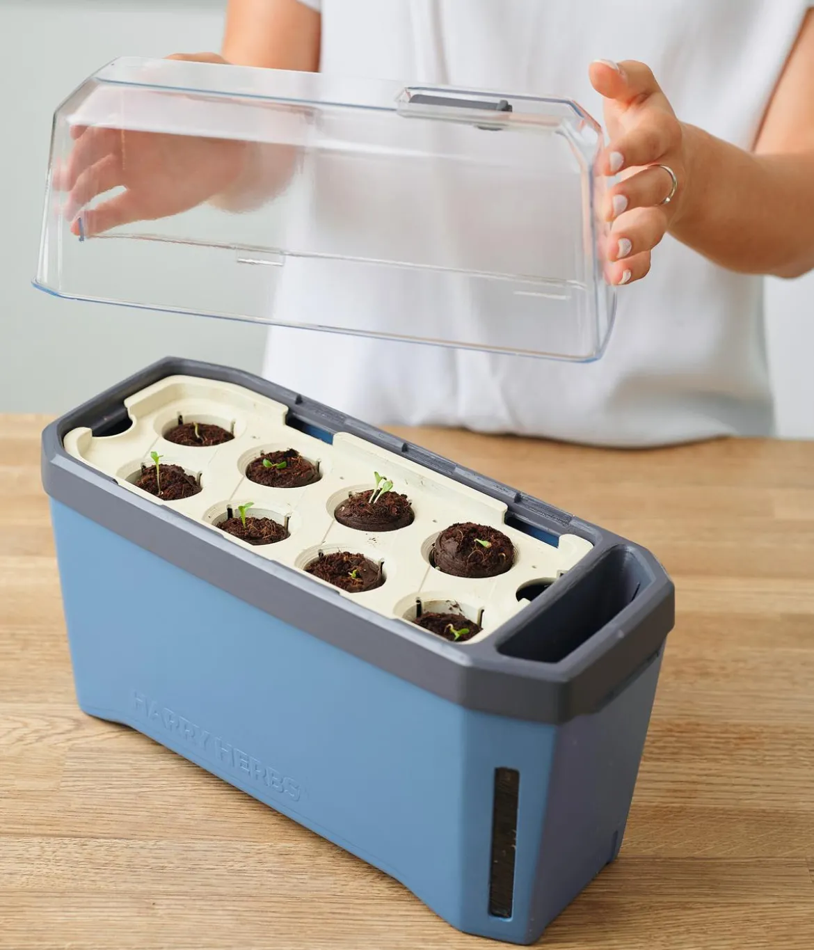 Gusta Garden Kräutertopf Harry Herbs mit Anzuchthaube, ca. B36/H25/T15 cm