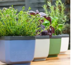 Gusta Garden Kräutertopf Herbs Buddy, ca. B16/H14/T14 cm