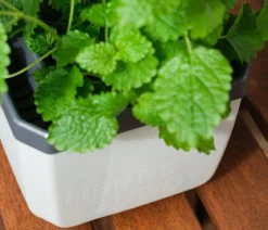 Gusta Garden Kräutertopf Herbs Buddy, ca. B16/H14/T14 cm