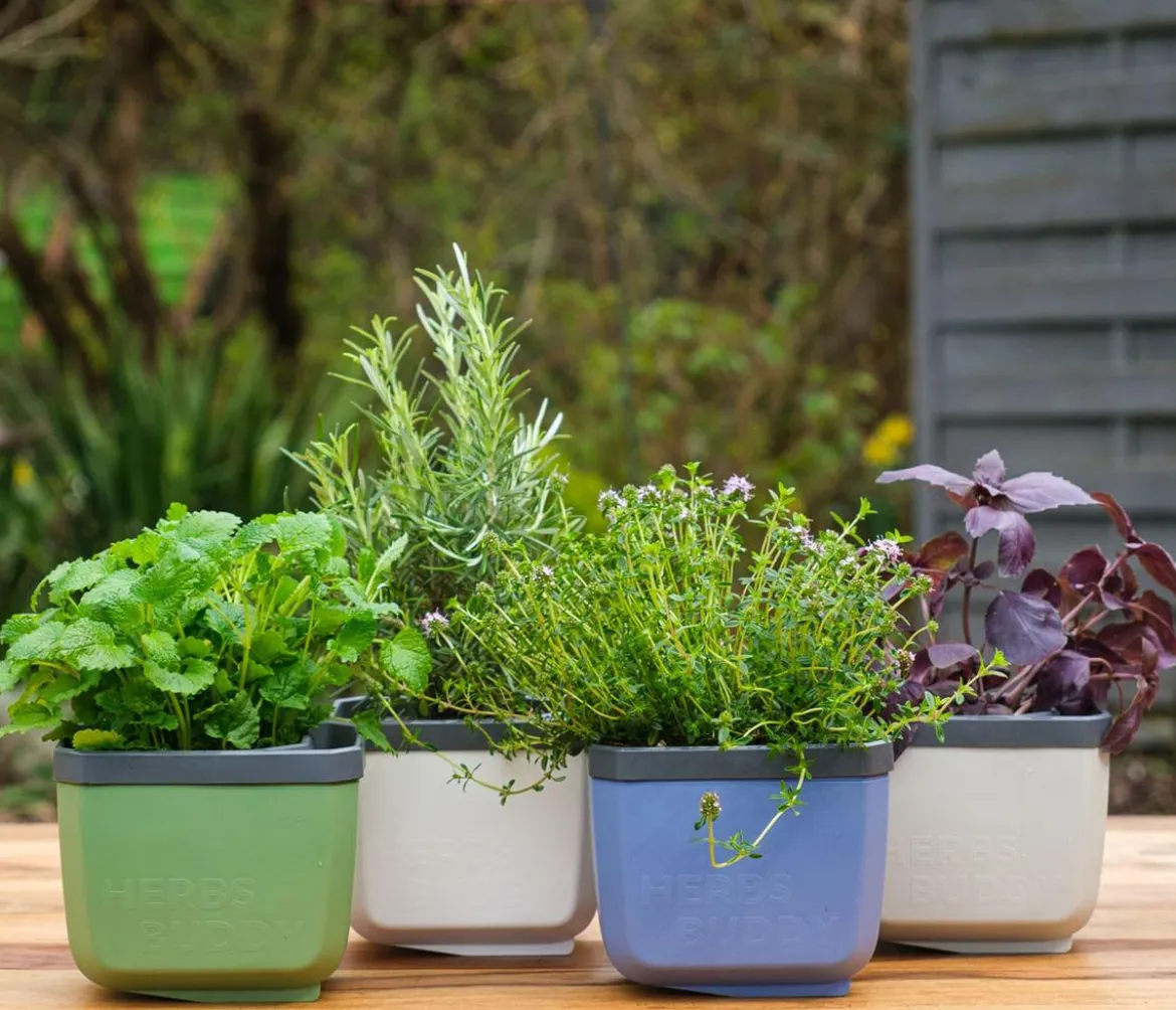 Gusta Garden Kräutertopf Herbs Buddy, ca. B16/H14/T14 cm