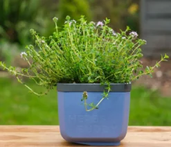 Gusta Garden Kräutertopf Herbs Buddy, ca. B16/H14/T14 cm