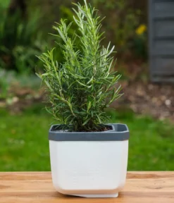 Gusta Garden Kräutertopf Herbs Buddy, ca. B16/H14/T14 cm