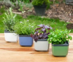 Gusta Garden Kräutertopf Herbs Buddy, ca. B16/H14/T14 cm