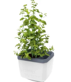 Gusta Garden Kräutertopf Herbs Buddy, ca. B16/H14/T14 cm