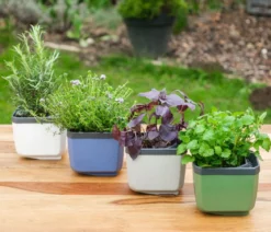 Gusta Garden Kräutertopf Herbs Buddy, ca. B16/H14/T14 cm